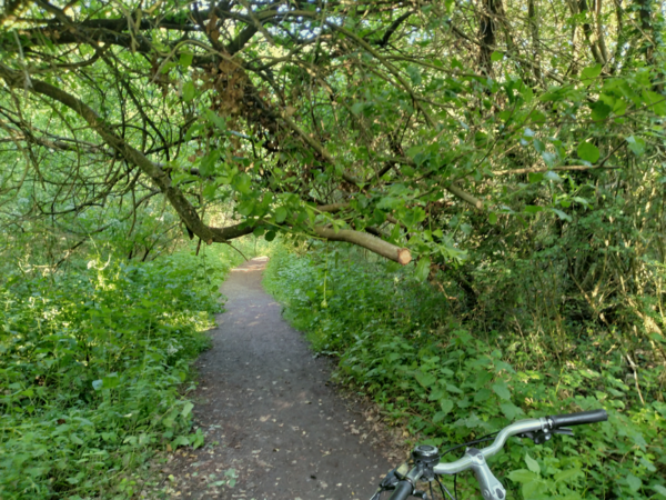 The photo for Fallen Tree - At head height.